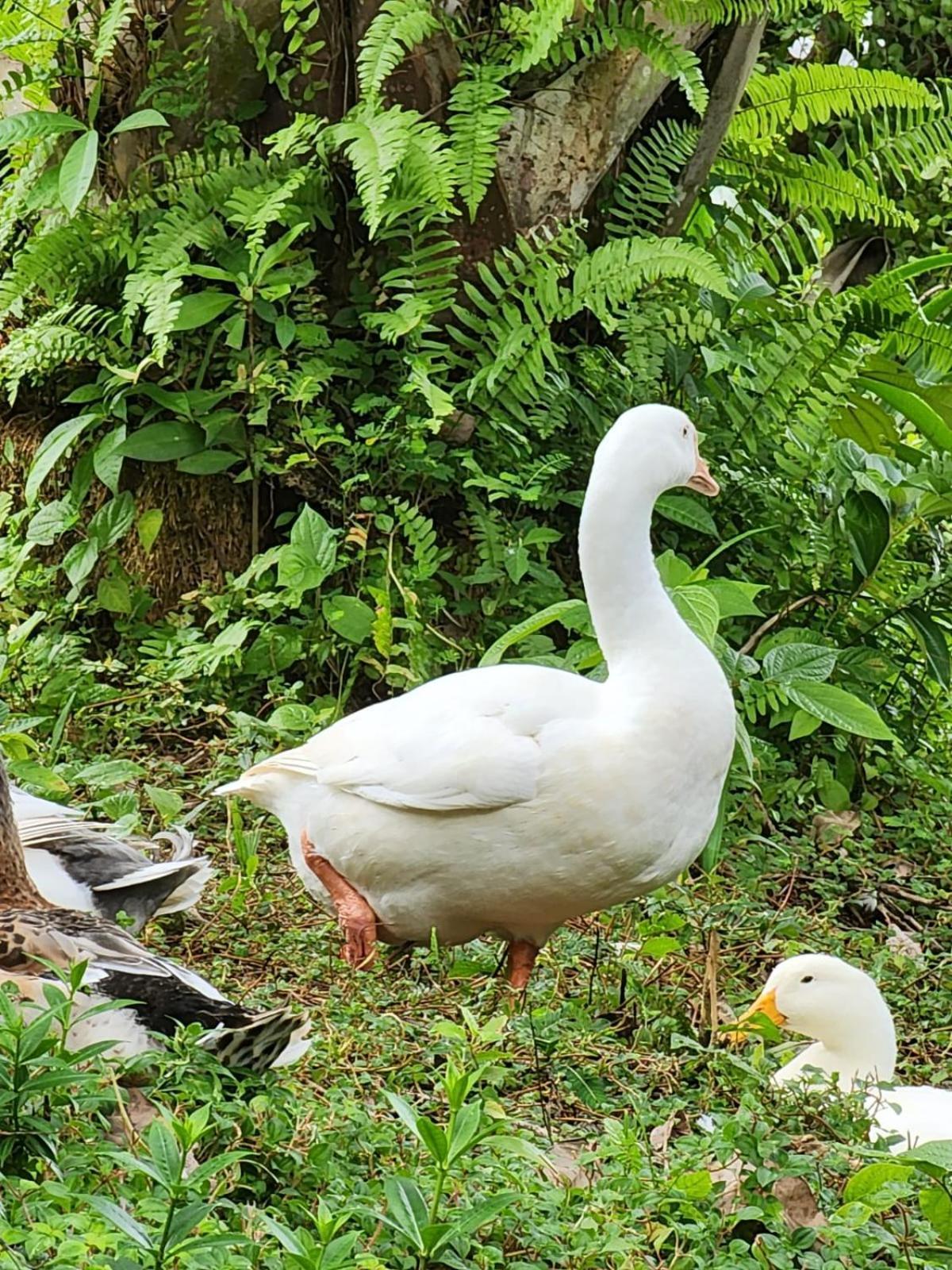 Diuwak Otel Dominical Dış mekan fotoğraf
